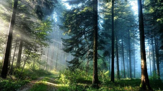 Naukowcy apelują o objęcie ochroną rezerwatową Lasów Suchedniowskich