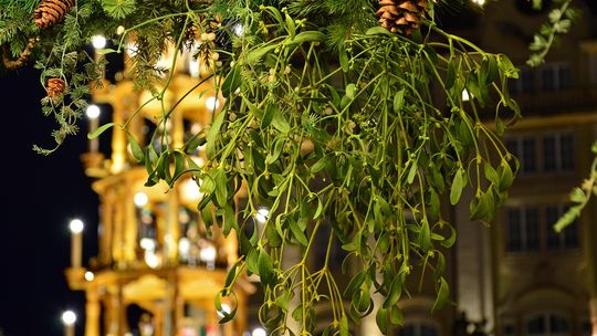 Naukowcy o jemiole: ważna dla ptaków, groźna dla drzew