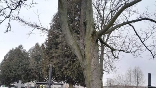 Niebezpieczeństwo na cmentarzu w Bodzentynie