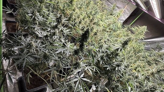 Nielegalna plantacja zlikwidowana przez policjantów z Kielc