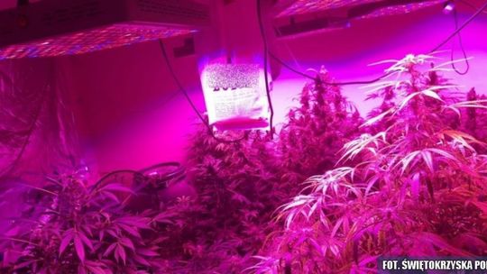 Niemała plantacja nielegalnych roślin