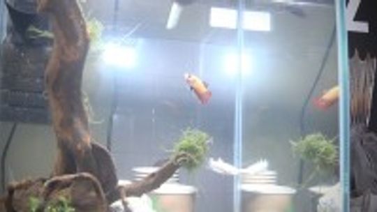 Noc Biologów na UJK w Kielcach