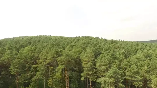 „Obrazy Lasu” w Twoim obiektywie