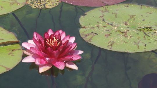 Ogród Botaniczny z wakacyjną propozycją dla każdego