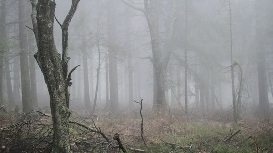 Ostrzeżenie meteorologiczne przed gęstymi mgłami