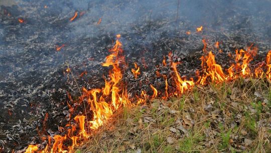 Pierwsze ofiary śmiertelne i ponad milionowe straty w pożarach traw