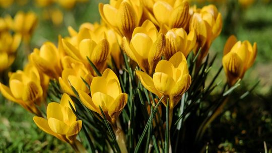 Pierwszy dzień wiosny - #zostańwdomu