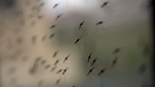 Po intensywnych opadach w Polsce mogą się pojawić chmary komarów