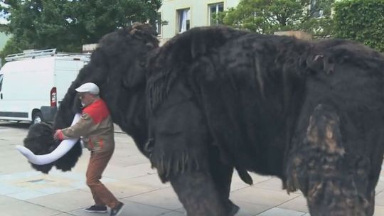 Po ulicach Kielc spacerował Mamut i zapraszał widzów na spektakle