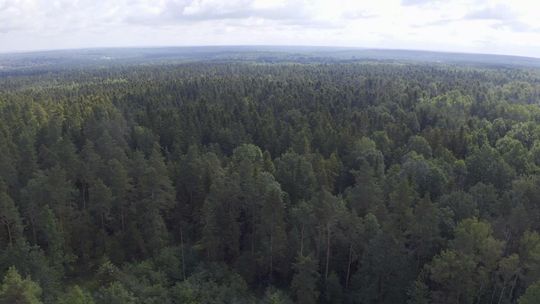 Podsumowanie działalności Lasów Państwowych w świętokrzyskim