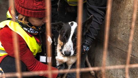  Pogotowie dla Zwierząt - Zadaniem lekarzy i zoopsychologów z „Pogotowia dla Zwierząt” było dokonanie oceny każdego z psów. Zostały odebrane i czekają na pomoc