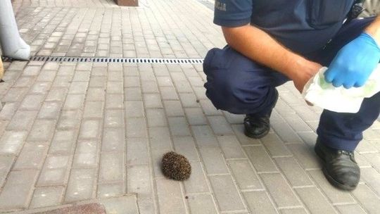 Pomocy policjantów potrzebował... jeż 