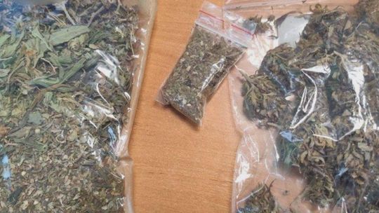 Prawie tona suszu konopnego zatrzymana przez  świętokrzyską KAS