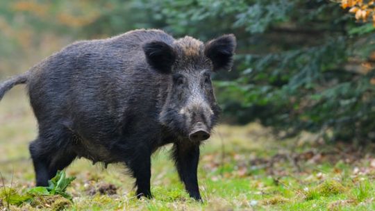 Prezydent wnioskuje o odstrzał redukcyjny dzików