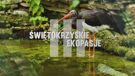 Przyjaciele zwierząt z kieleckiego TOZ. „Świętokrzyskie Ekopasje III” odcinek 7