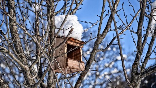 Przyrodnik: można już wieszać budki lęgowe dla ptaków