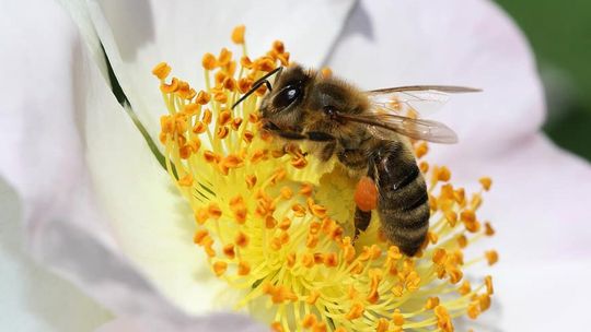 13 edycja Świętokrzyskiego Święta Pszczoły 