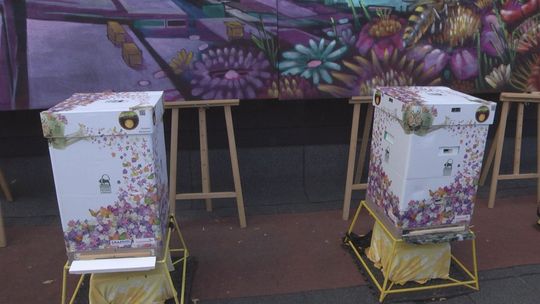 Pszczoły w filharmonii