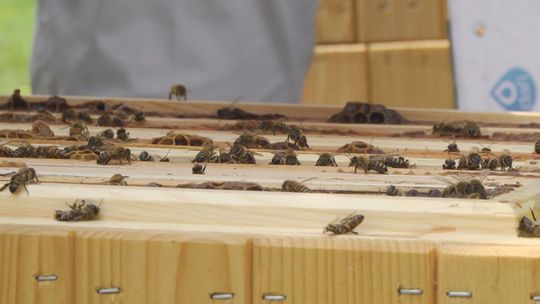"Pszczoły w mieście" sposobem na ratowanie zapylaczy przed zagładą
