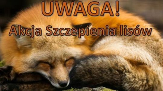 Rozpoczyna się szczepienie lisów przeciwko wściekliźnie w województwie świętokrzyskima