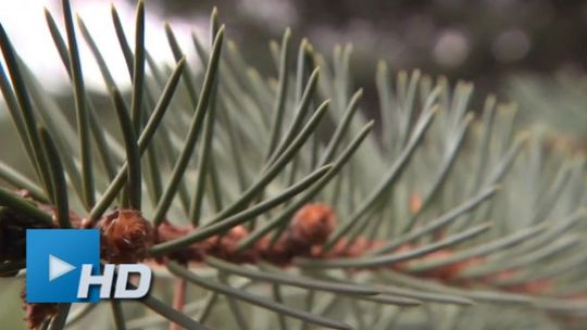 Ruszyło Pogotowie Kleszczowe