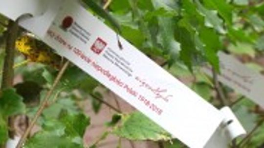 Sadzonki drzew w Kielcach na 100 lecie odzyskania przez Polskę niepodległości