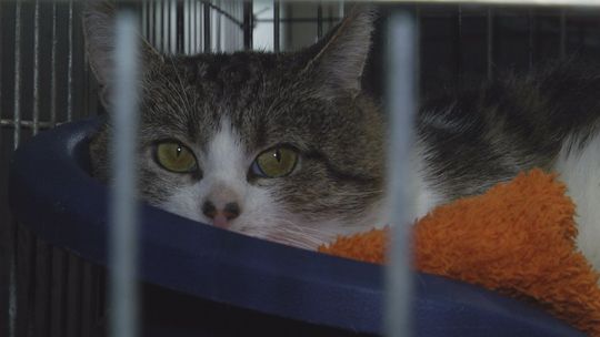 Schronisko otwarte po remoncie