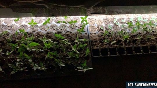 Senior doglądał nielegalnych plantacji