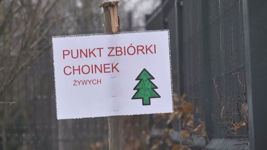 Sprawdź co możesz zrobić z choinką po świętach