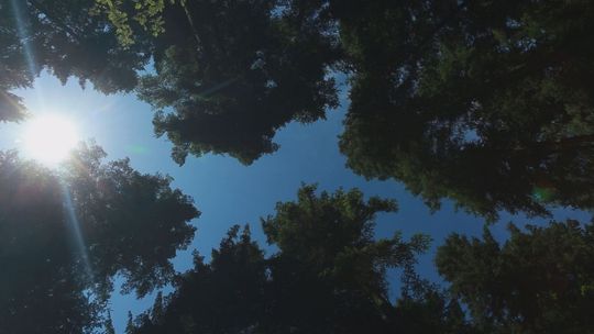 Stop prywatyzacji lasów państwowych – mówią przedstawiciele Świętokrzyskiej Koalicji Obywatelskiej