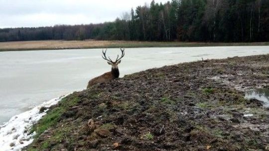 Strażacy pomogli jeleniowi