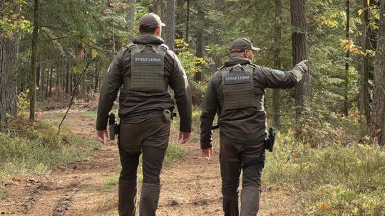 Stroisz pod kontrolą. Straż Leśna rusza z jesienną akcją