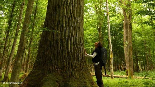 Światowy obiekt UNESCO Puszcza Białowieska do wycięcia!