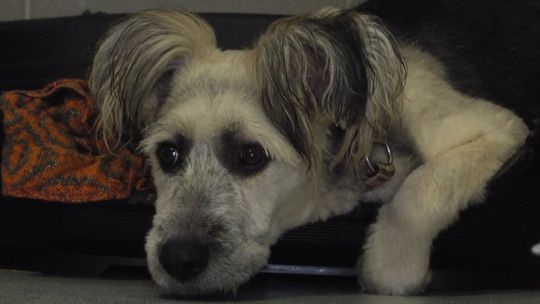 Talony na zabieg sterylizacji