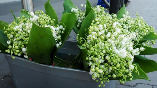 Toksyczne rośliny groźne dla dzieci
