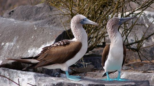 Turystyczny Alfabet Marzeny Kądzieli. G jak… Galapagos