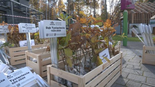 Tysiąc Dębów na Tysiąclecie Państwa Polskiego