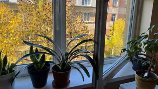 Uciekał przez okno przed policją