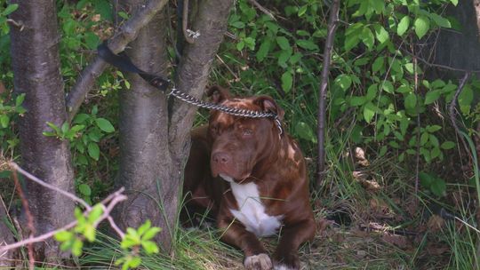 Uczennice uratowały psa przywiązanego do drzewa. Amstaff wrócił do właściciela. Policja bada sprawę