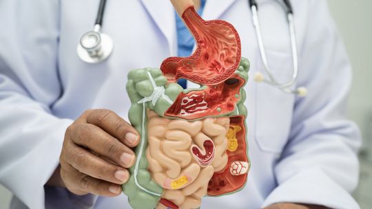 Układ trawienny pod kontrolą – probiotyki, enzymy i styl życia