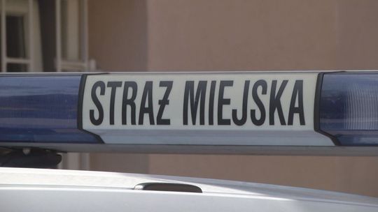 Uwaga na dzikie zwierzęta w mieście! Ostrzega Straż Miejska w Kielcach