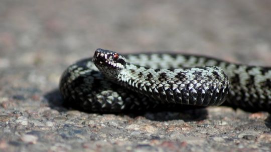 Uwaga podczas spacerów! Żmija zygzakowata - chroniona, ale groźna 