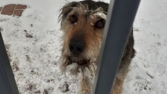 Uwięziony zwierzak był zmarznięty i wystraszony