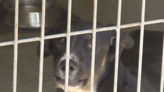 W Dyminach wolontariusze są pilnie potrzebni