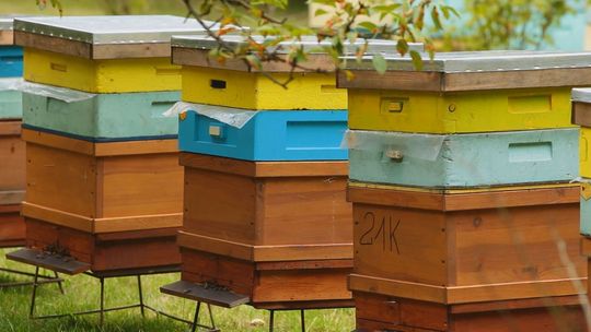 W powiecie opatowskim powstanie „Pszczeli świat”