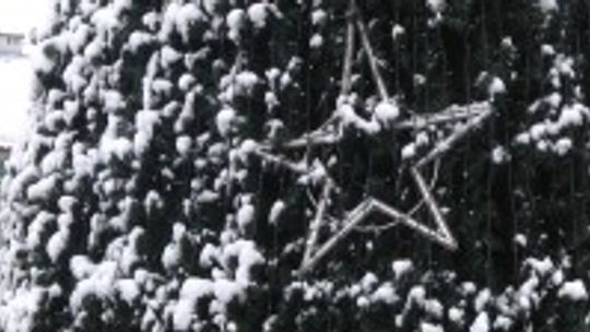 W środę uroczyste zapalenie światełek na kieleckiej choince