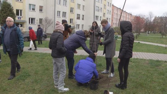 Więcej zieleni w mieście. Kielczanie sadzą drzewa