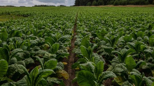 Zakaz sprzedaży aromatyzowanych wkładów do podgrzewania może zniszczyć branżę