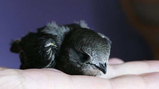 „Zawieś budkę dla jerzyka” - przyłącz się do akcji