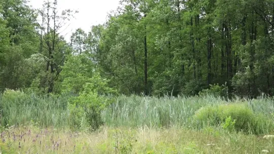 Zmiany klimatyczne i wpływ na środowisko leśne